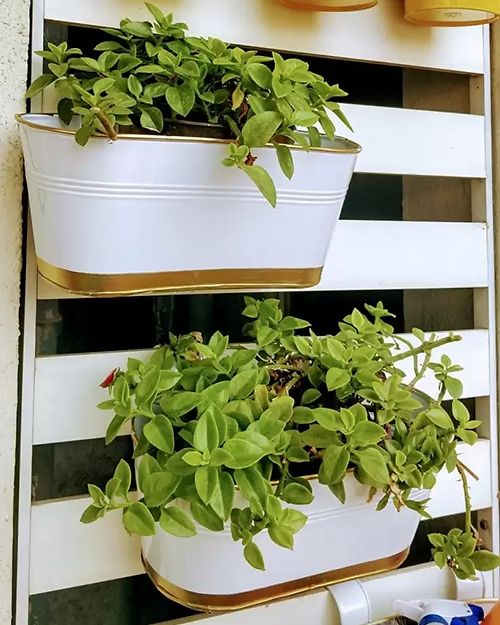 Galloy Impex hanging planter Plant Container Set (Pack of 2, Metal)